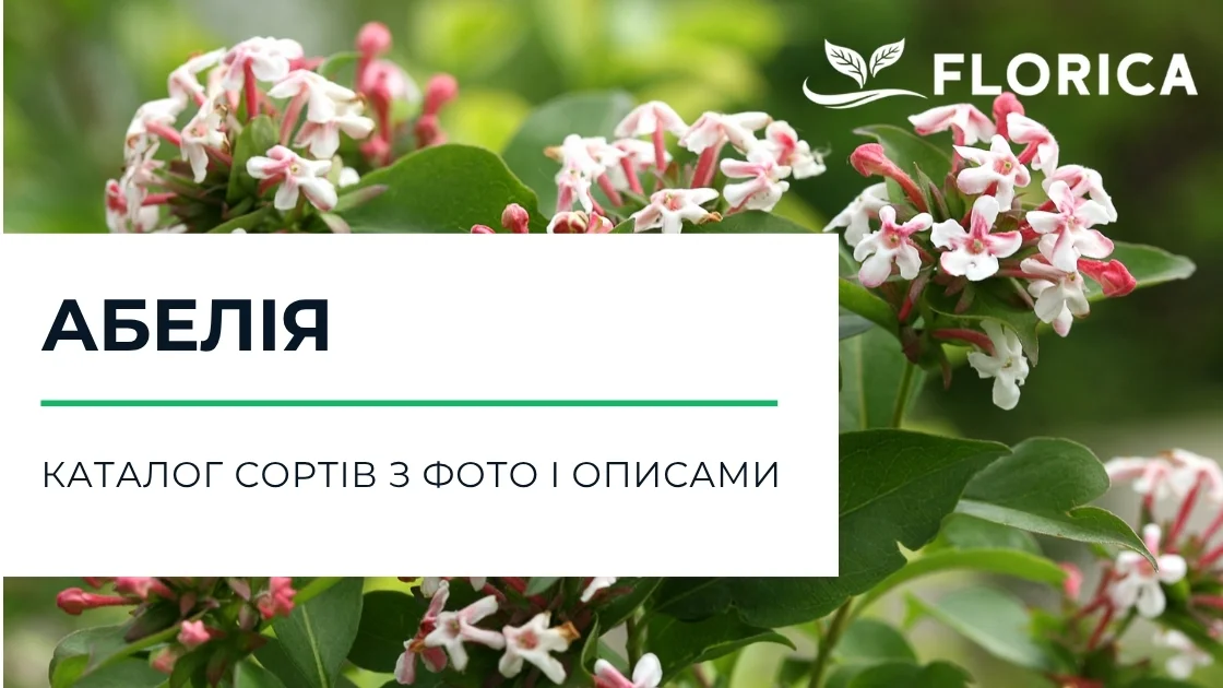 Абелія: каталог сортів з фото і описами