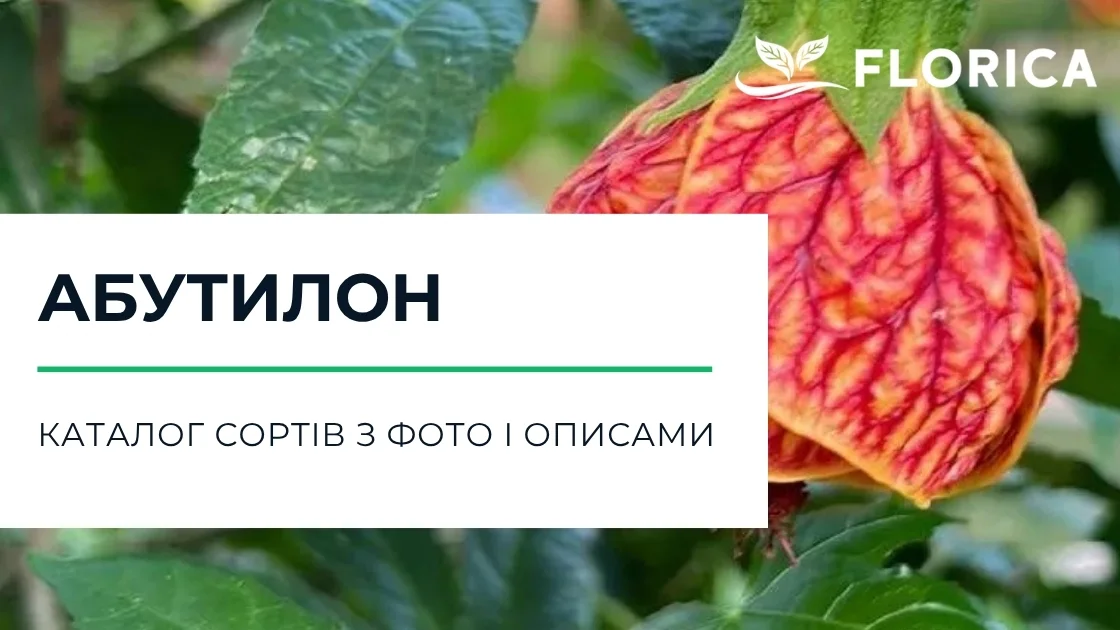 Абутилон: каталог сортів з фото і описами