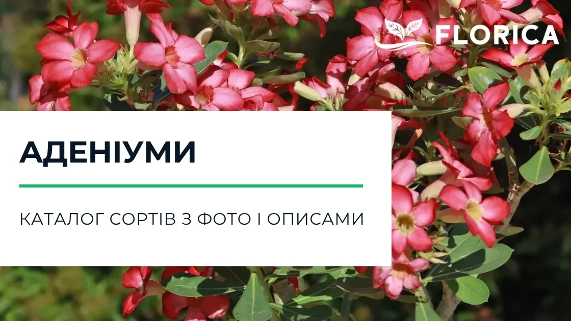 Аденіум: каталог сортів з фото і описами