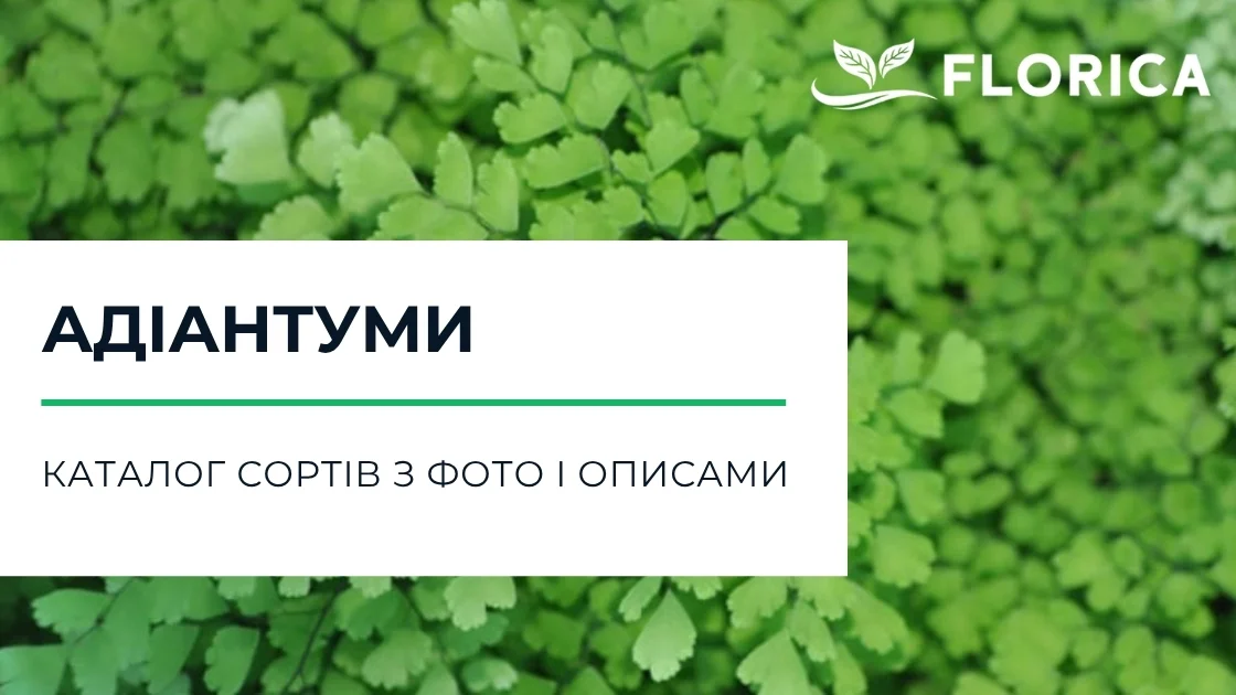 Адіантум: каталог сортів з фото і описами
