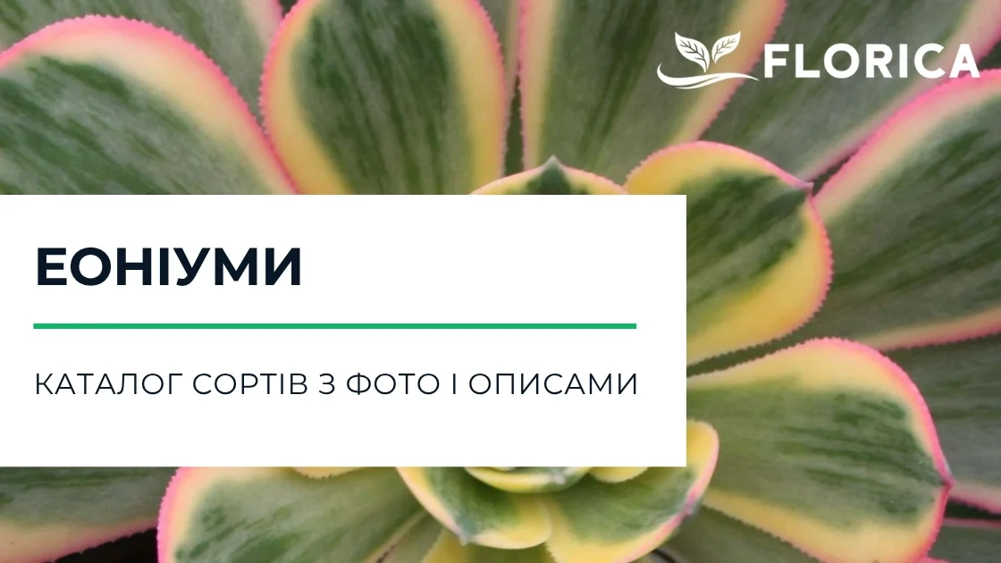 Еоніум: каталог сортів з фото і описами