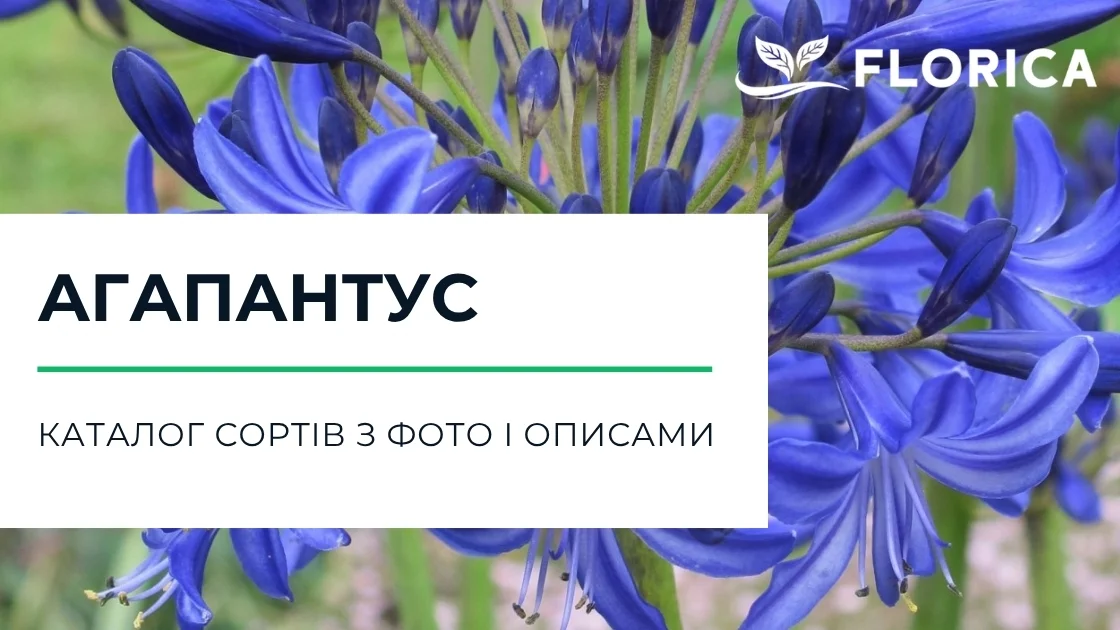 Агапантус: каталог сортів з фото і описами