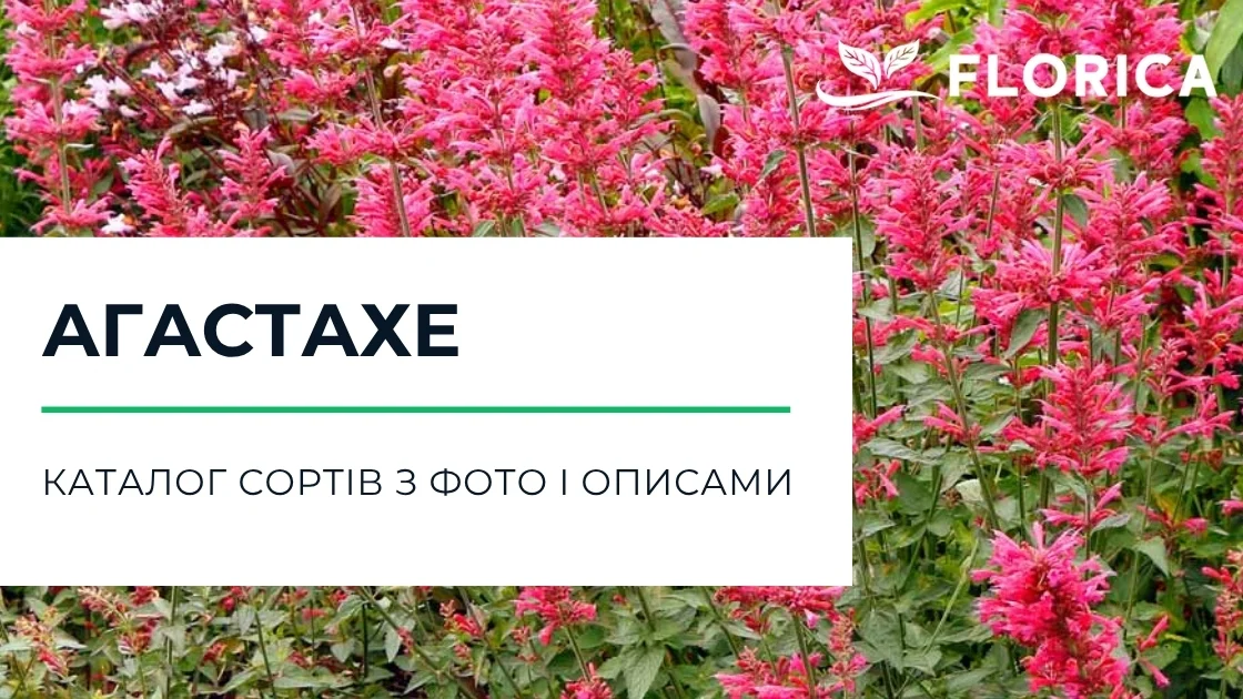 Лофант: каталог сортів з фото і описами