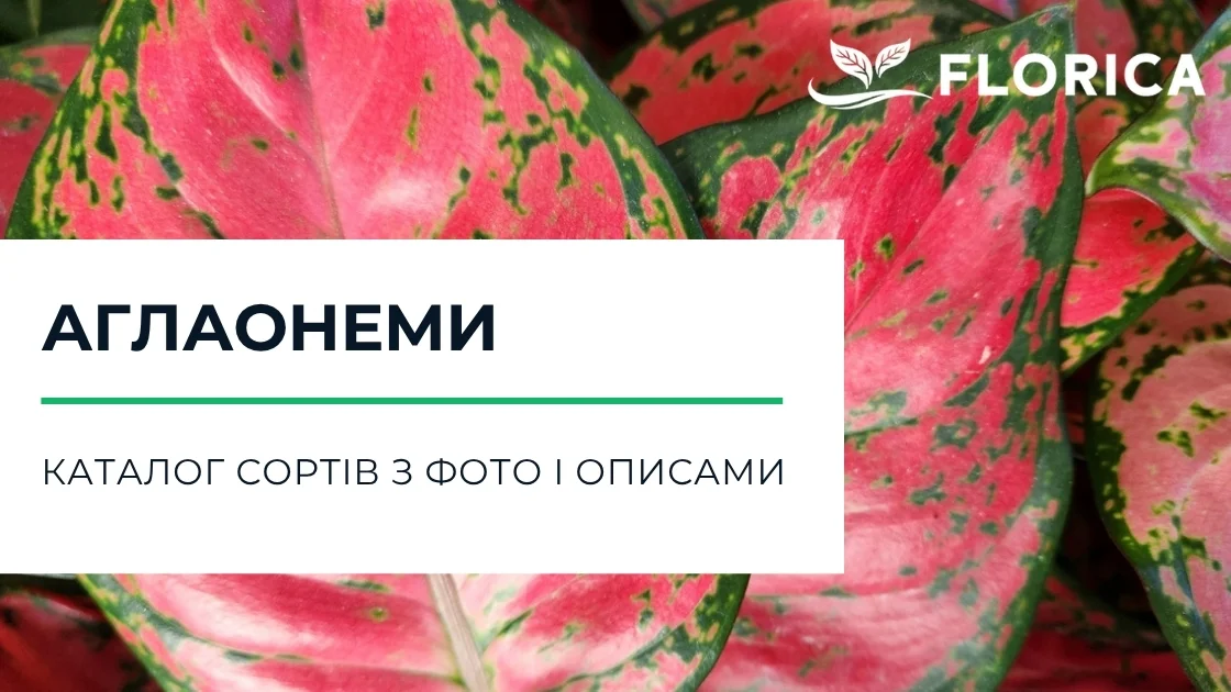 Аглаонема: каталог сортів з фото і описами