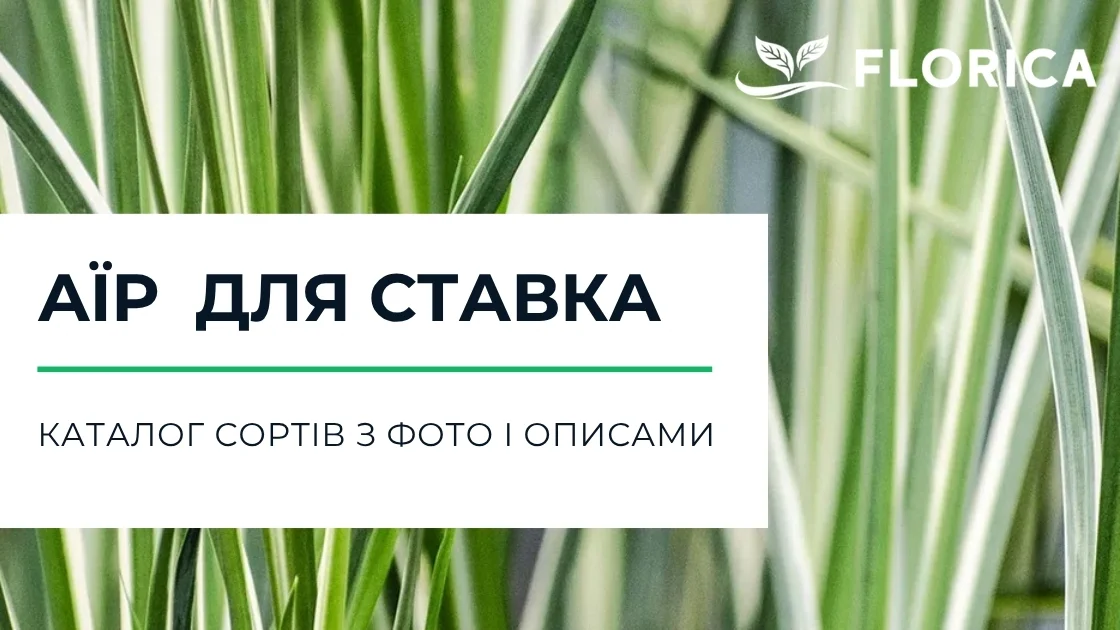 Аїр водний: каталог сортів з фото і описами