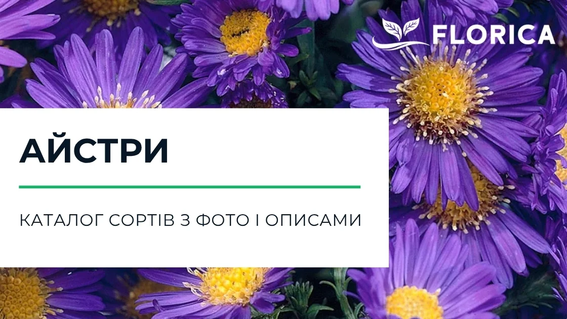 Айстри: каталог сортів з фото і описами