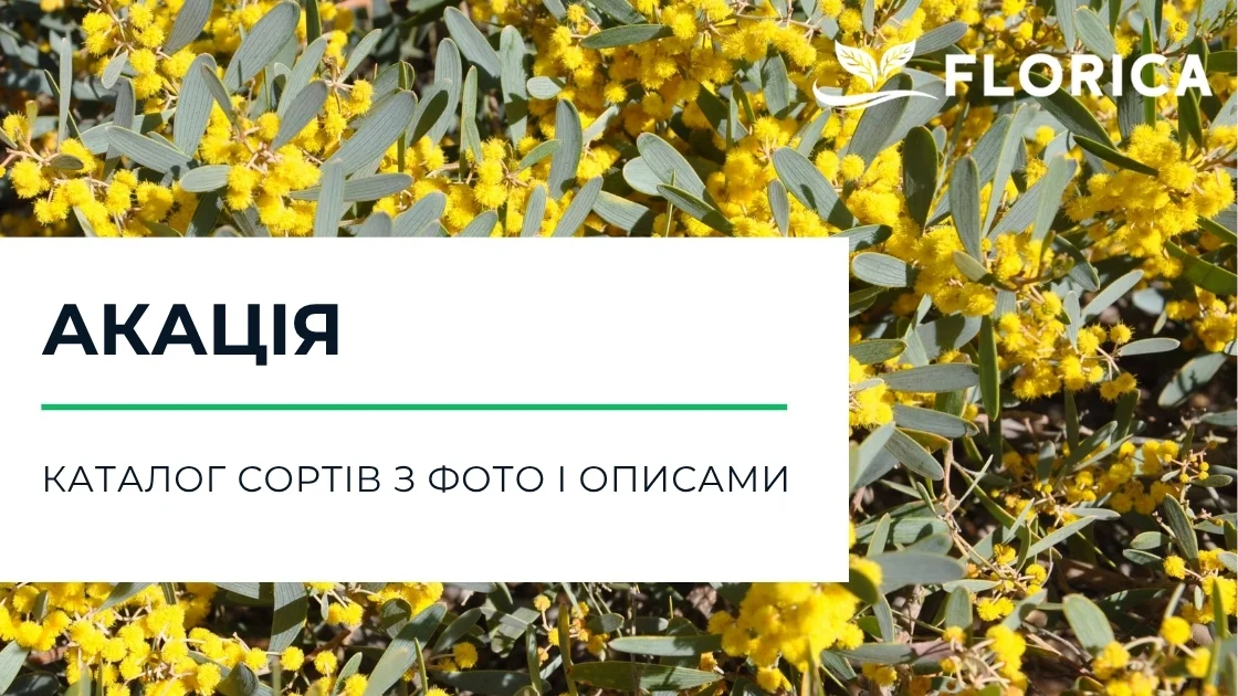 Акація: каталог сортів з фото і описами