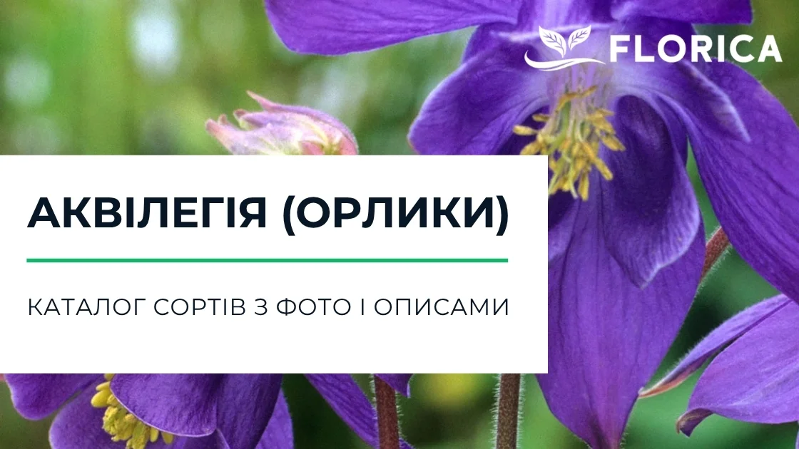 Аквілегія (водозбір): каталог сортів з фото і описами