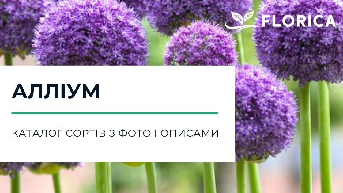 Алліум: каталог сортів з фото і описами
