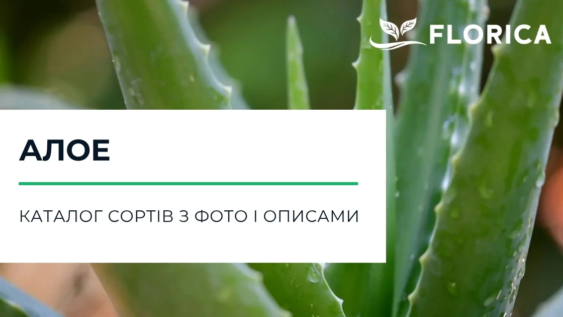 Алое: каталог сортів з фото і описами