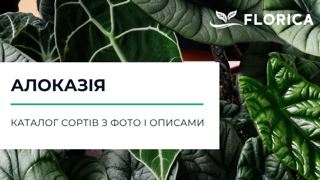 Алоказія (Alocasia): каталог сортів з фото і описами