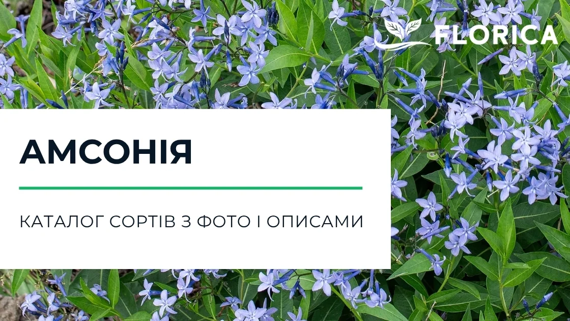 Амсонія: каталог сортів з фото і описами