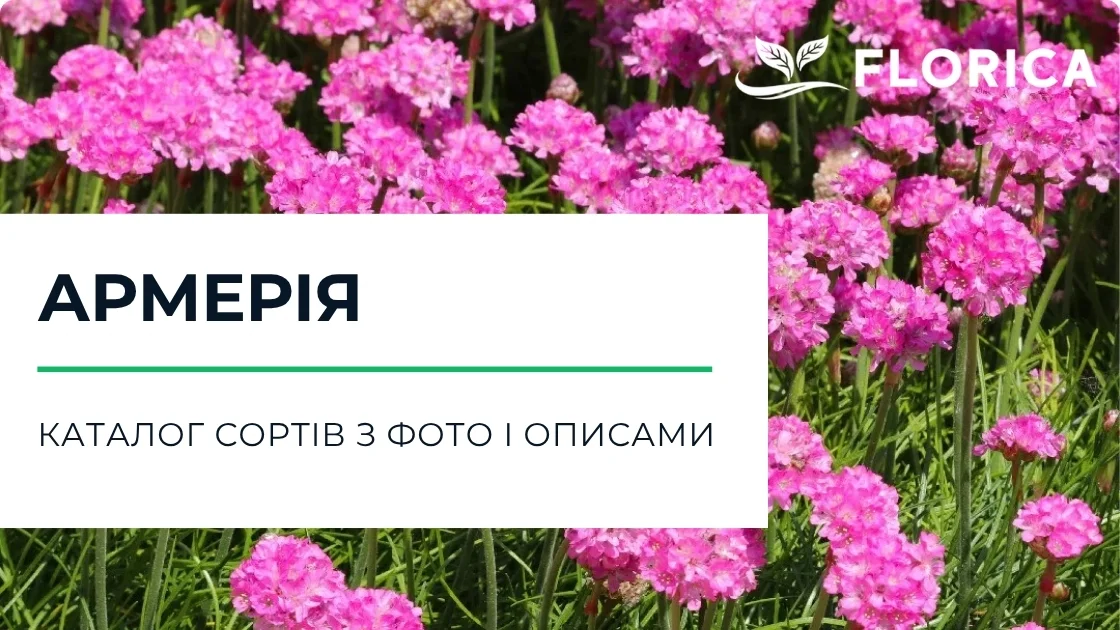 Армерія: каталог сортів з фото і описами