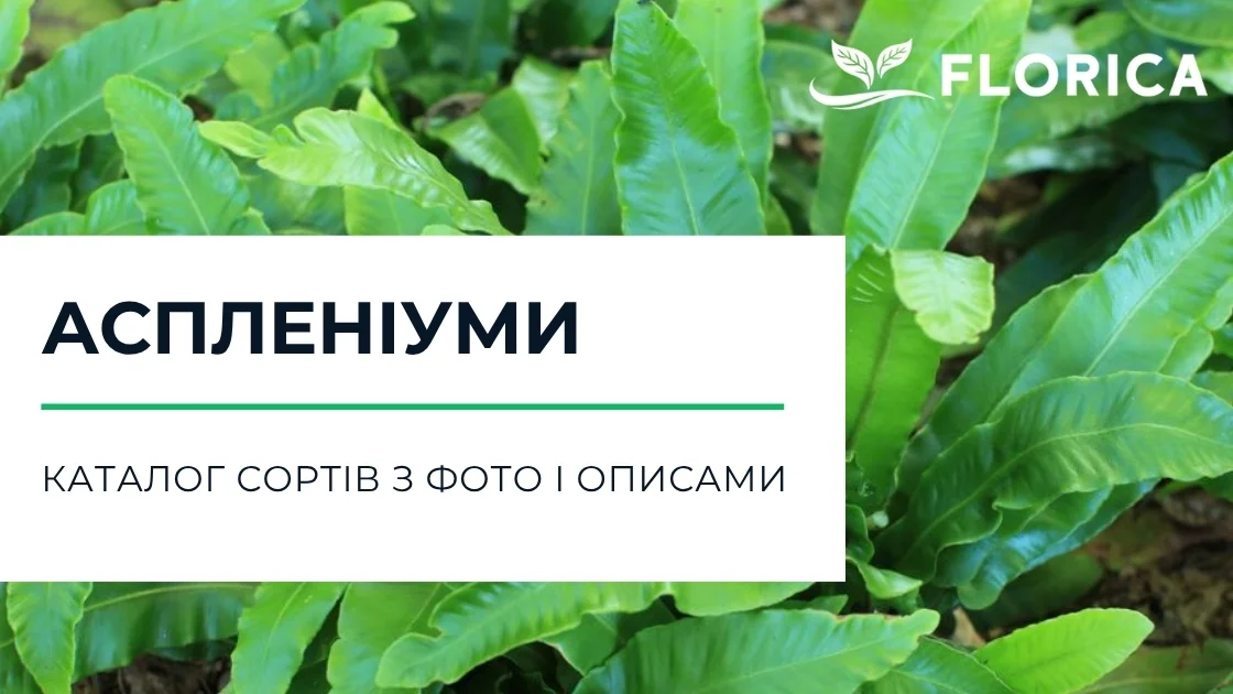 Аспленіум: каталог сортів з фото і описами