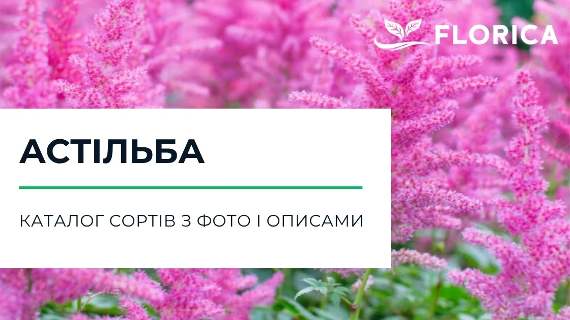 Астільба: каталог сортів з фото і описами