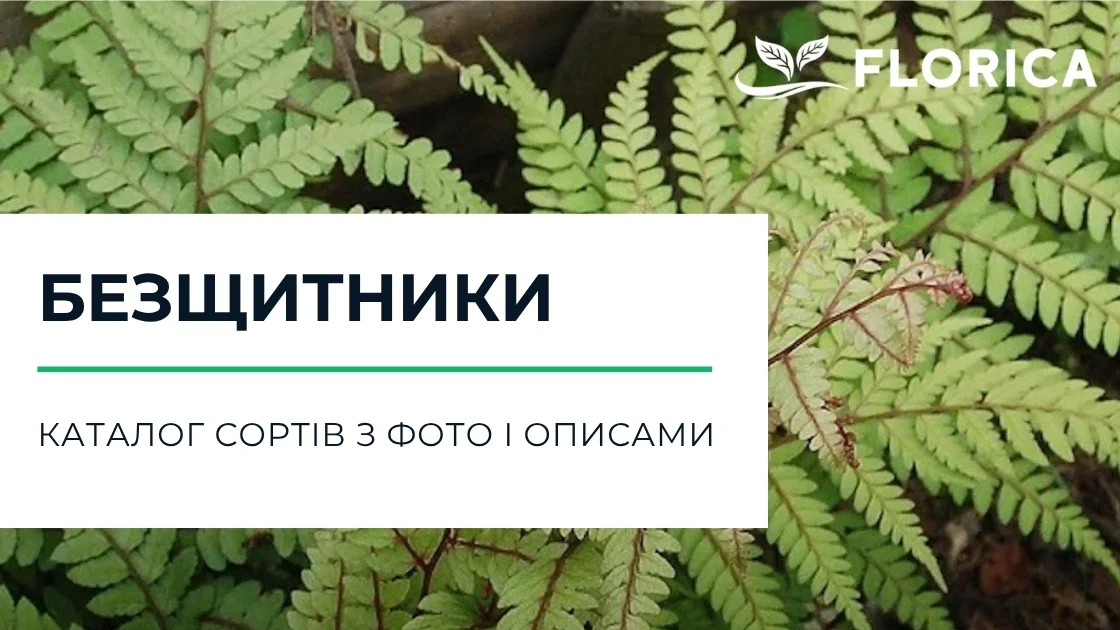 Безщитник: каталог сортів з фото і описами