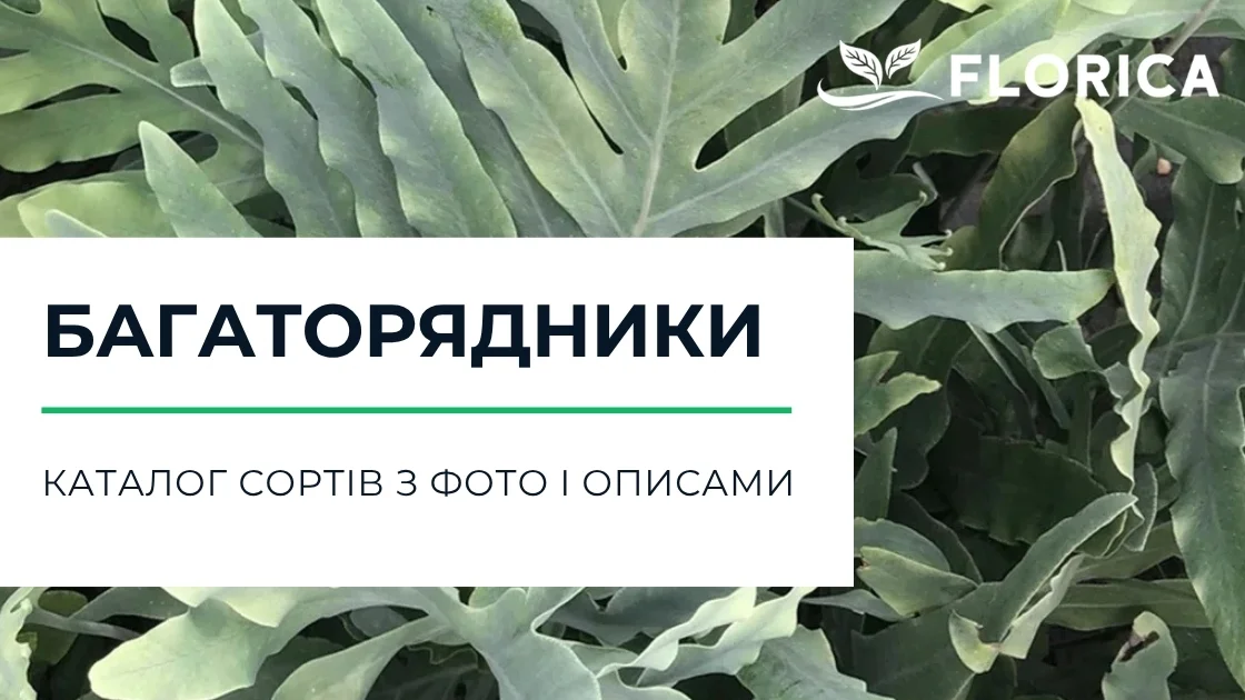 Багаторядник (солодиця): каталог сортів з фото і описами