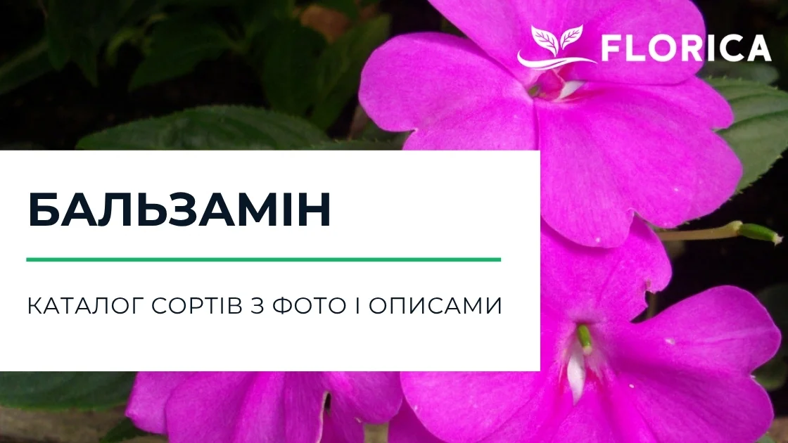 Бальзамін: каталог сортів з фото і описами