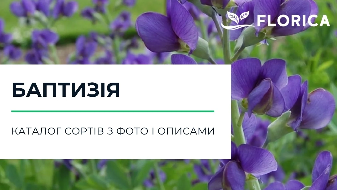 Баптизія: каталог сортів з фото і описами