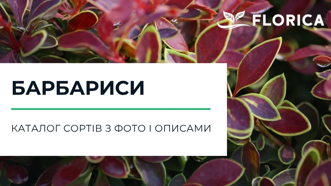 Барбарис: каталог сортів з фото і описами