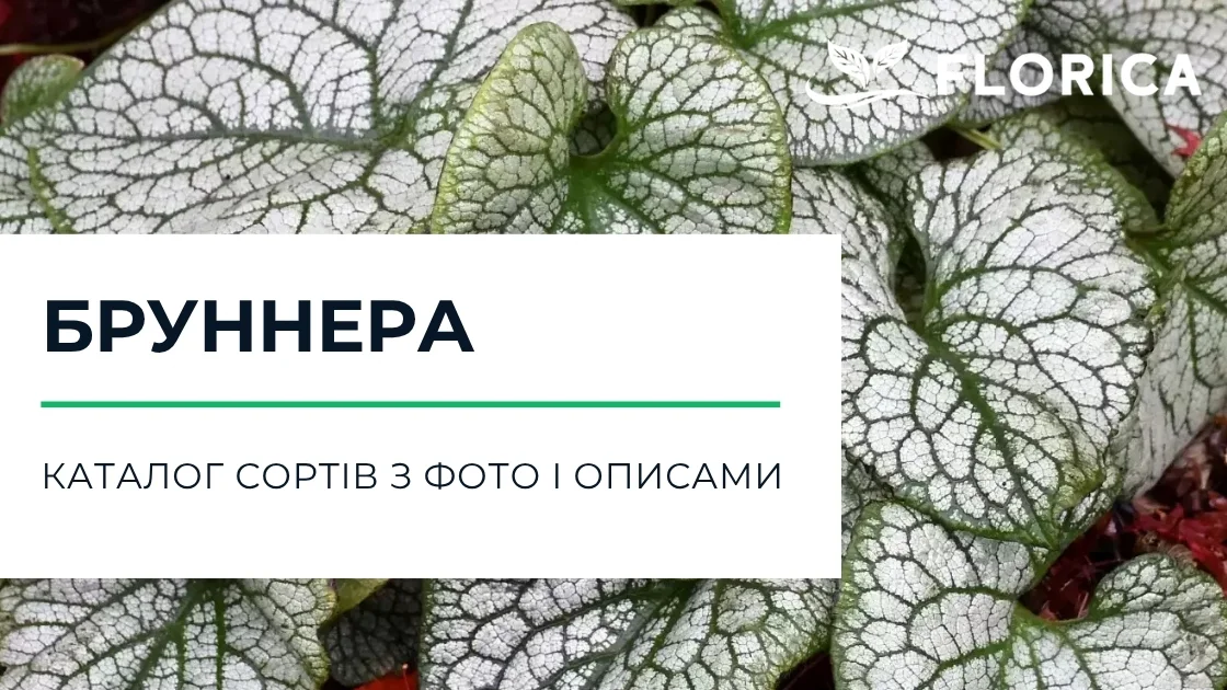Бруннера: каталог сортів з фото і описами