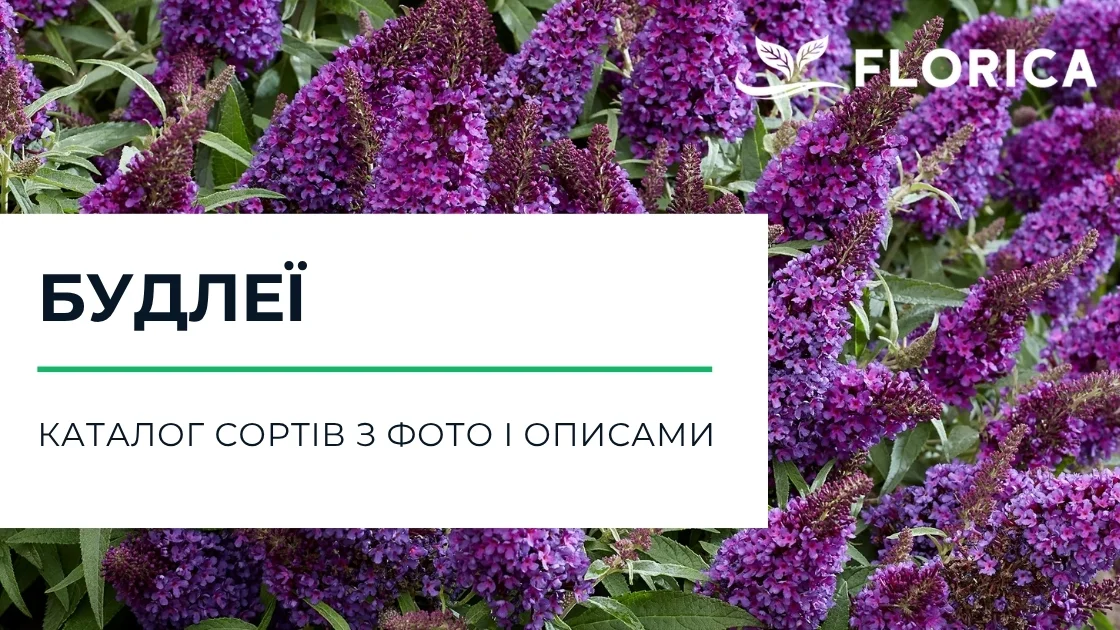 Будлея: каталог сортів з фото і описами