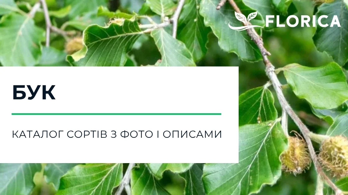 Бук: каталог сортів з фото і описами