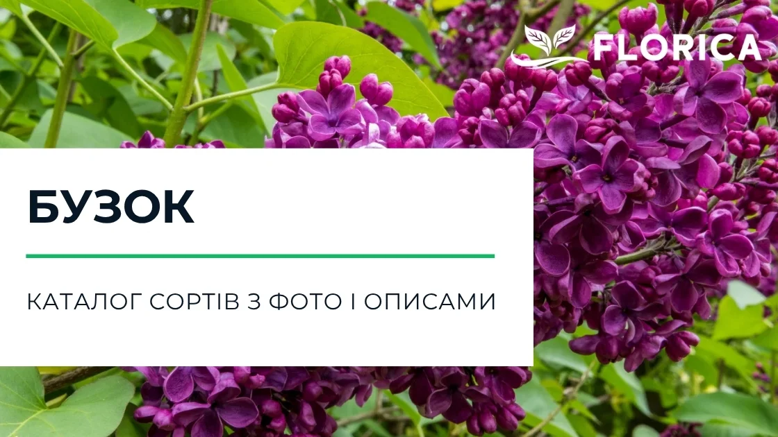 Бузок: каталог сортів з фото і описами