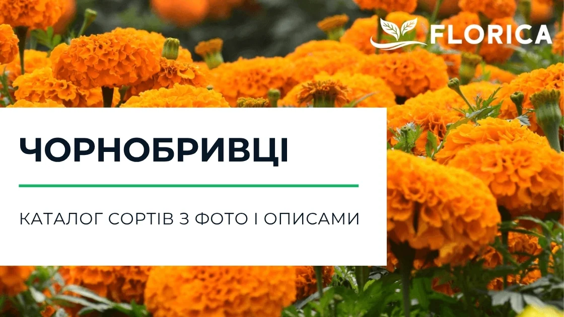 Чорнобривці: каталог сортів з фото і описами