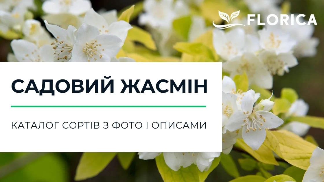 Чубушник (жасмін): каталог сортів з фото і описами
