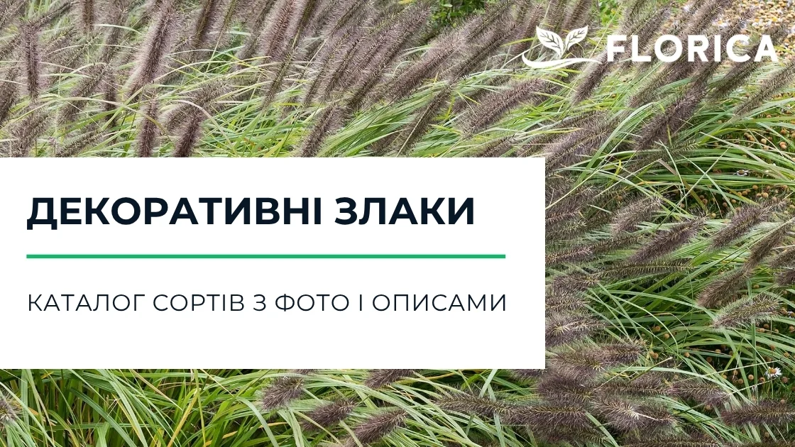 Декоративні злаки: каталог сортів з фото і описами
