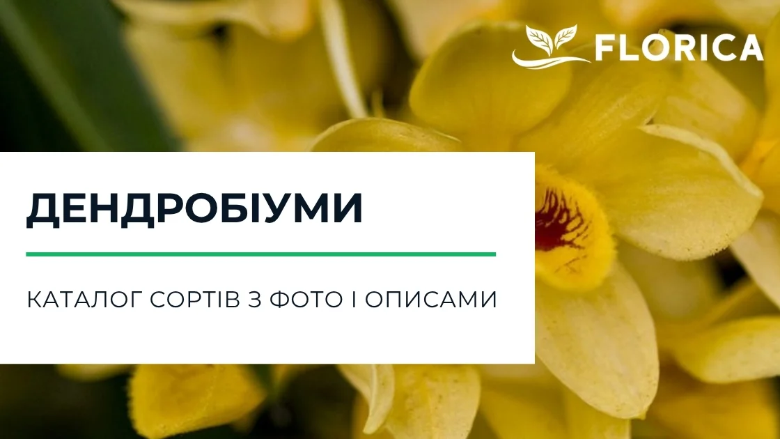 Орхідея дендробіум: каталог сортів з фото і описами