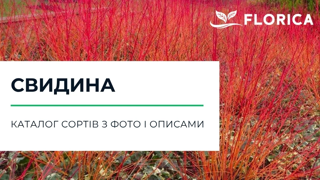 Дерен (свидина): каталог сортів з фото і описами