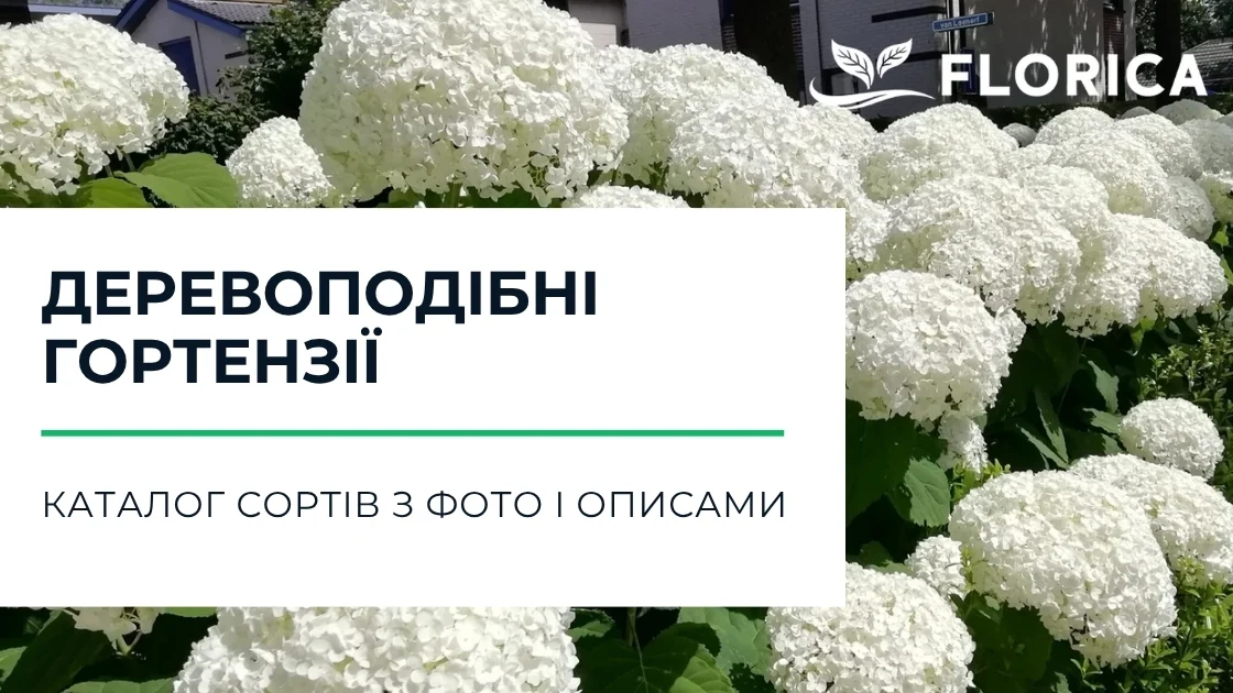 Деревовидна гортензія: каталог сортів з фото і описами