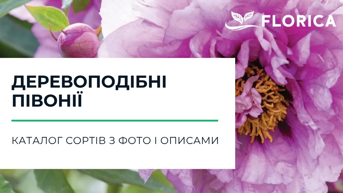 Деревовидні півонії: каталог сортів з фото і описами