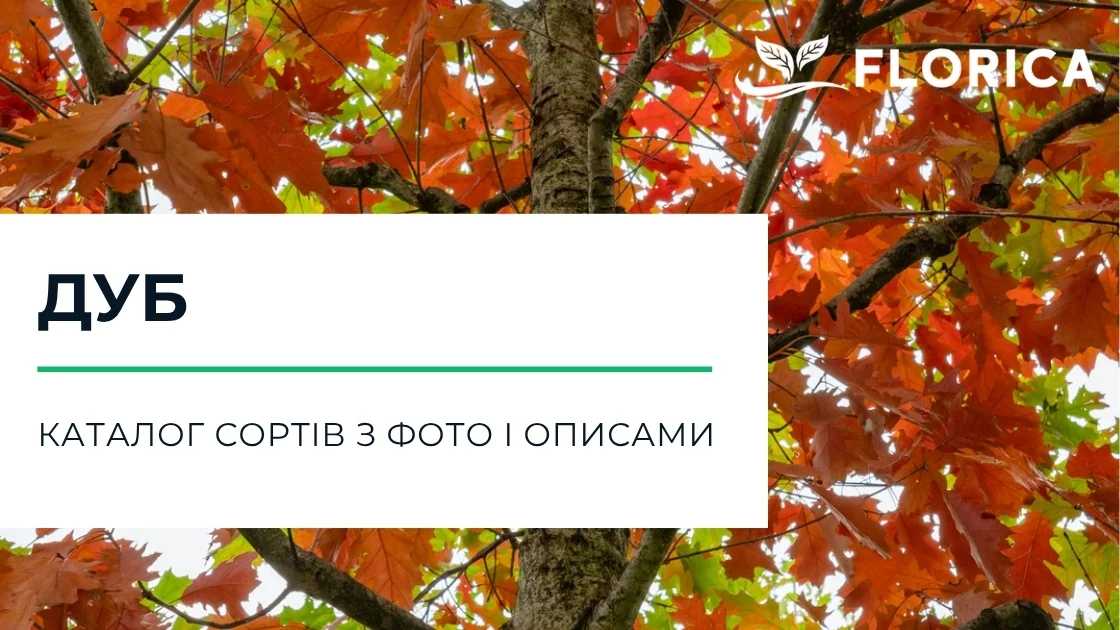 Дуб: каталог сортів з фото і описами