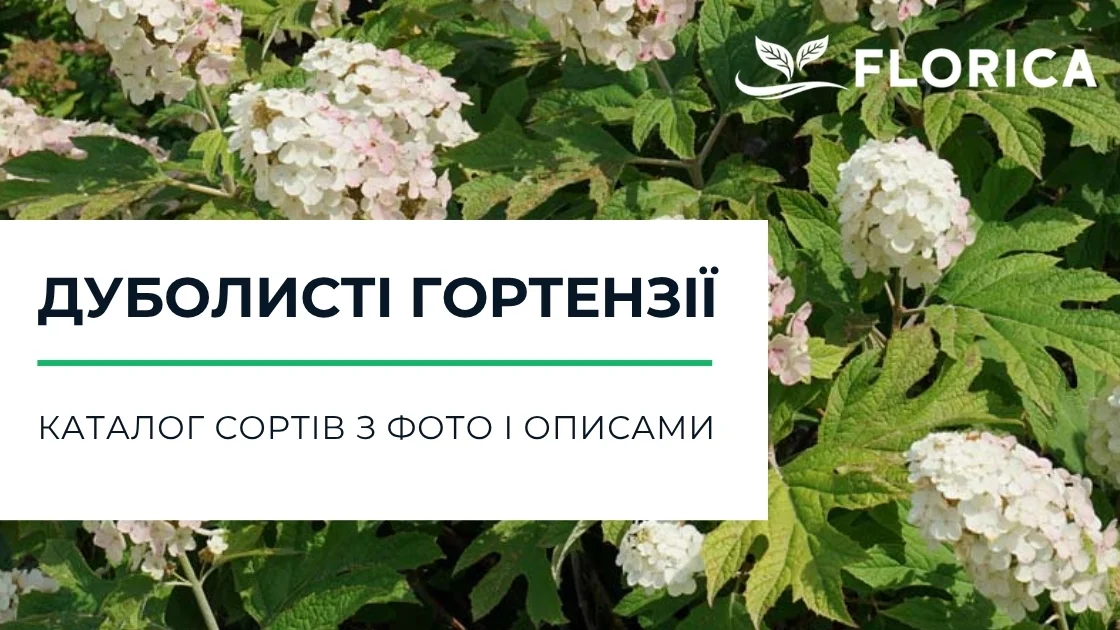Дуболисті гортензії: каталог сортів з фото і описами