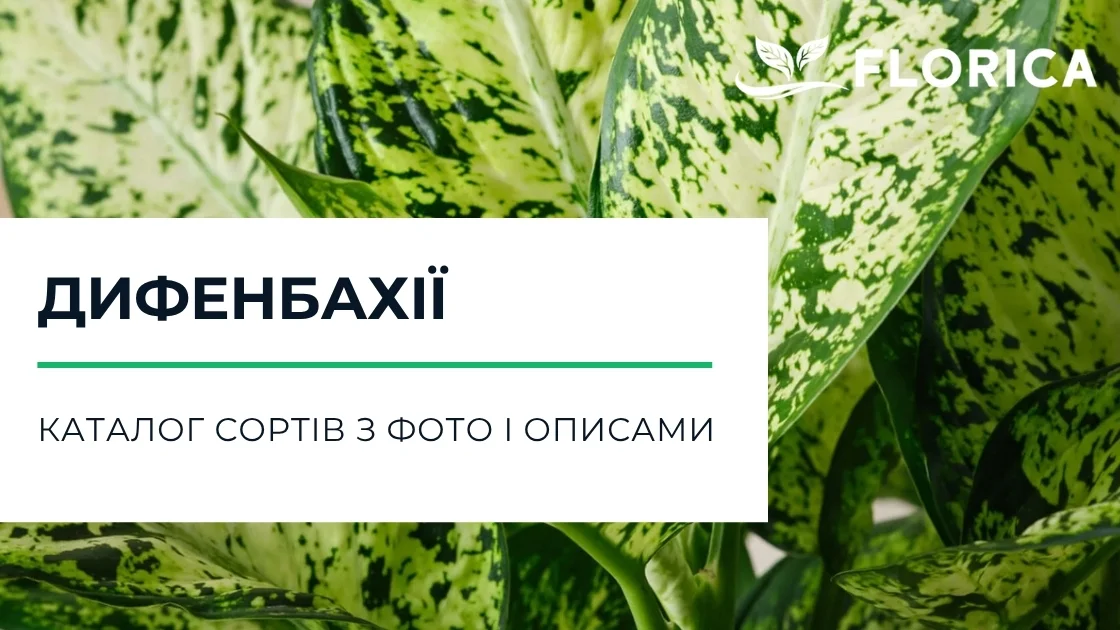 Дифенбахія: каталог сортів з фото і описами