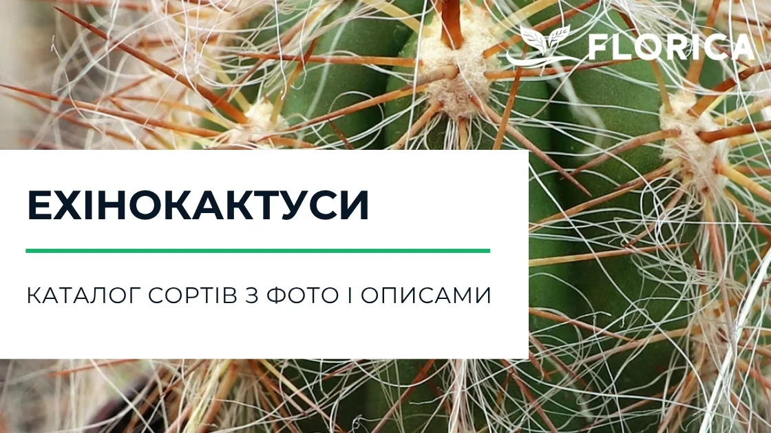 Ехінокактус: каталог сортів з фото і описами