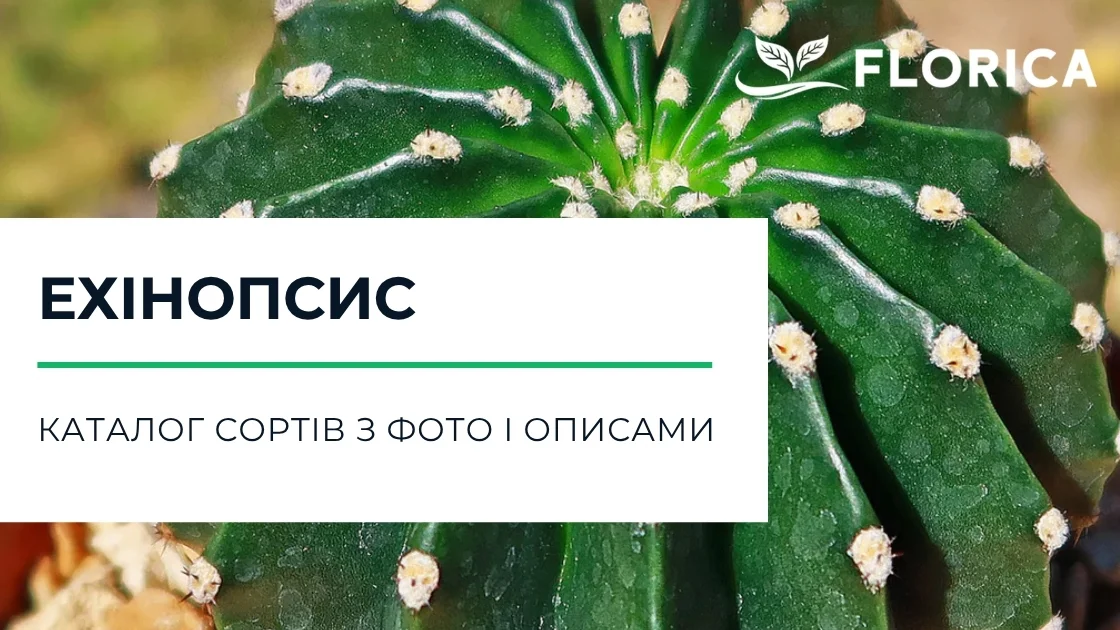 Ехінопсис: каталог сортів з фото і описами