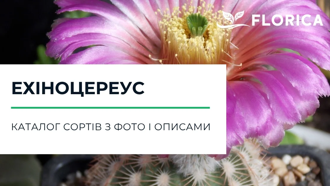 Ехіноцереус: каталог сортів з фото і описами
