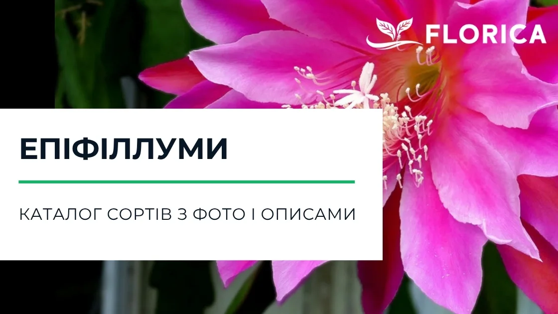 Епіфіллум (Epiphyllum): каталог сортів з фото і описами