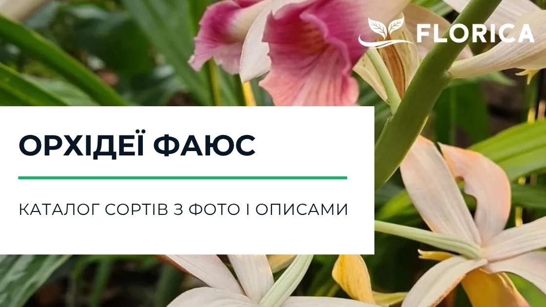 Орхідея Фаюс: каталог сортів з фото і описами