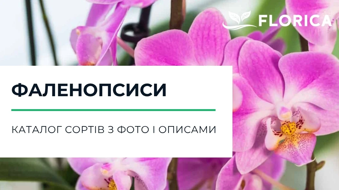 Орхідея фаленопсис: каталог сортів з фото і описами