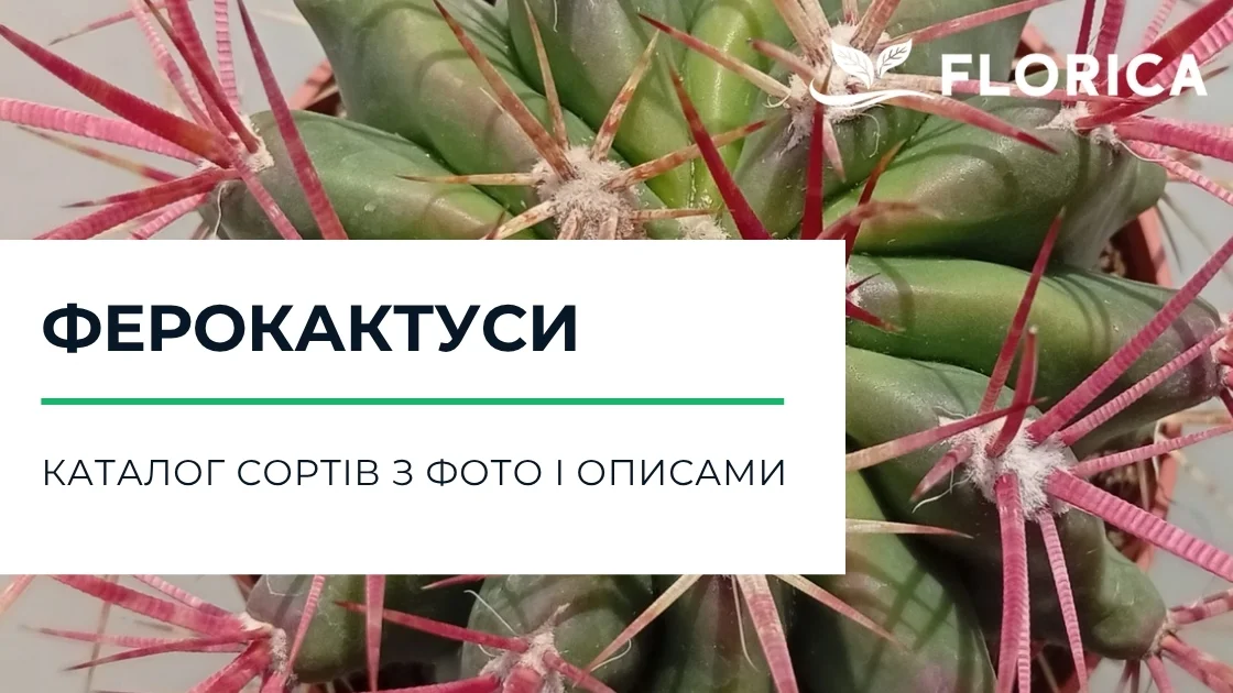 Ферокактус: каталог сортів з фото і описами