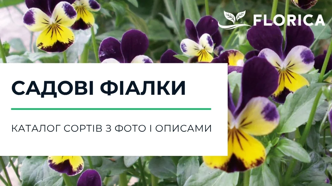 Фіалка садова: каталог сортів з фото і описами
