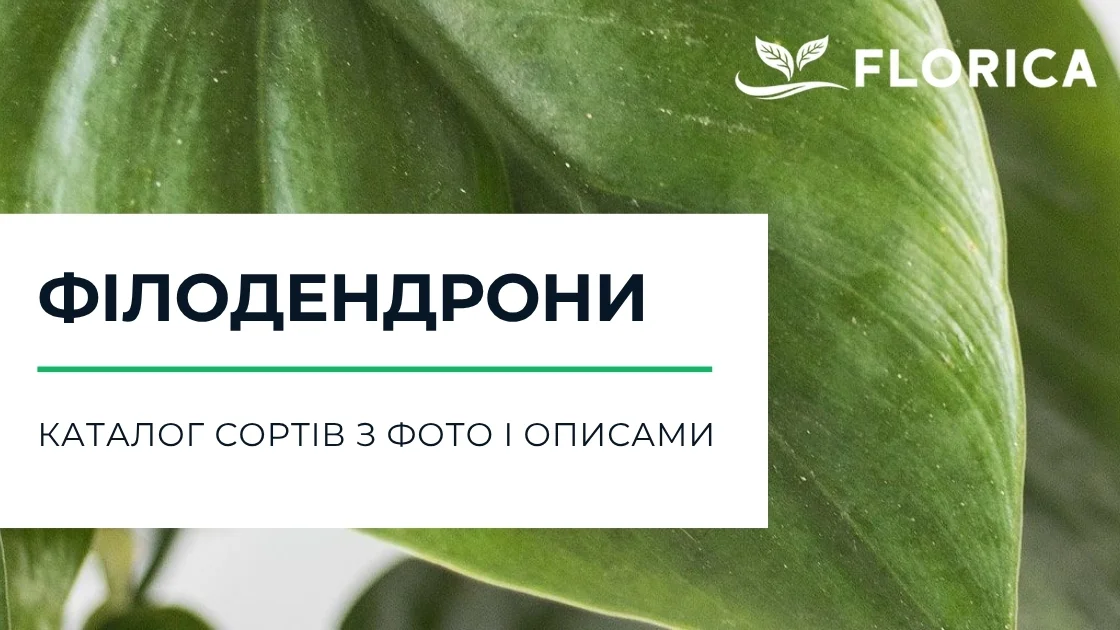 Філодендрон: каталог сортів з фото і описами