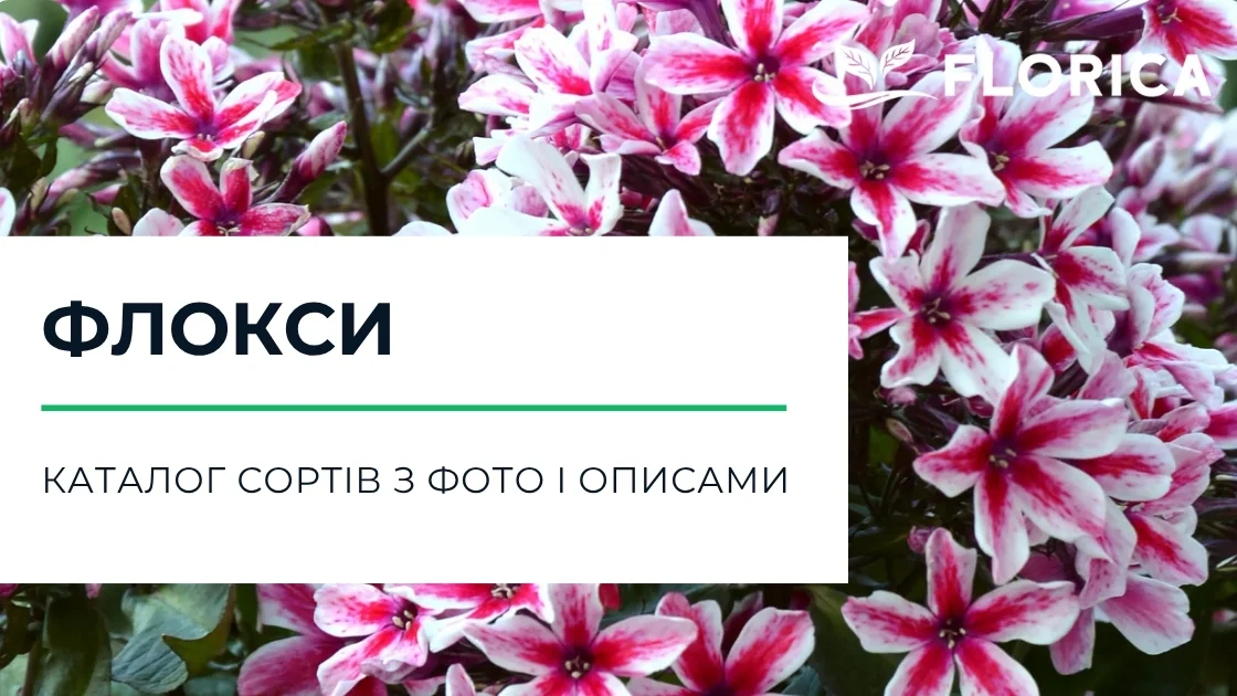 Флокси: каталог сортів з фото і описами