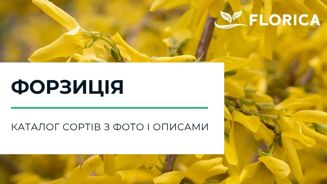 Форзиція: каталог сортів з фото і описами