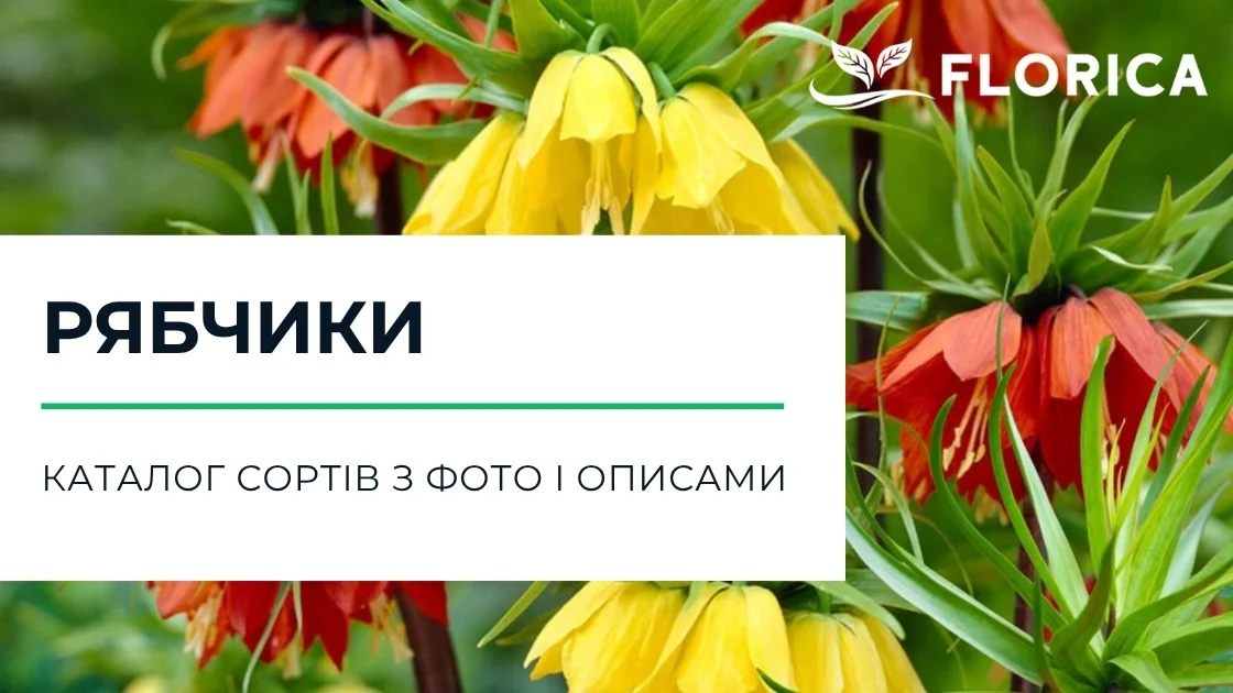 Фрітілярія (Рябчик): каталог сортів з фото і описами